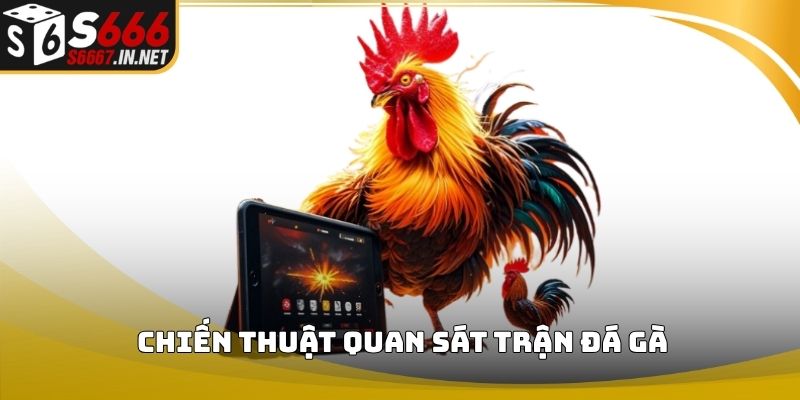 Chiến thuật quan sát trận đá gà
