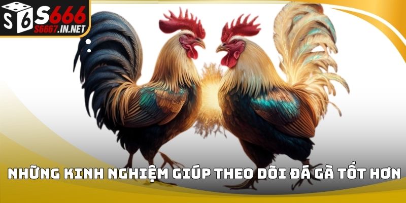 Những kinh nghiệm giúp theo dõi đá gà tốt hơn