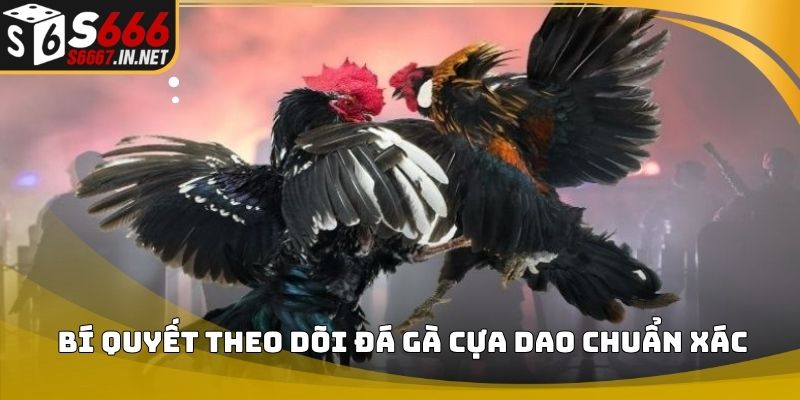 Bí quyết theo dõi đá gà cựa dao chuẩn xác