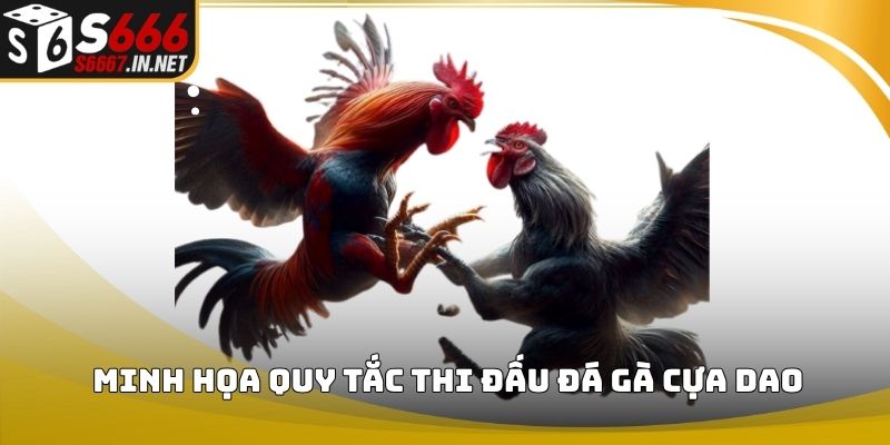Minh họa quy tắc thi đấu đá gà cựa dao