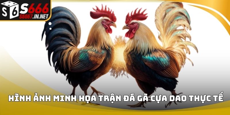 Hình ảnh minh họa trận đá gà cựa dao thực tế