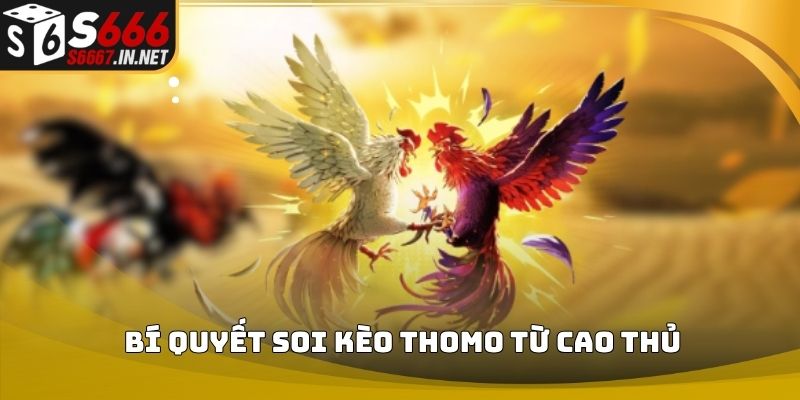 Bí quyết soi kèo thomo từ cao thủ