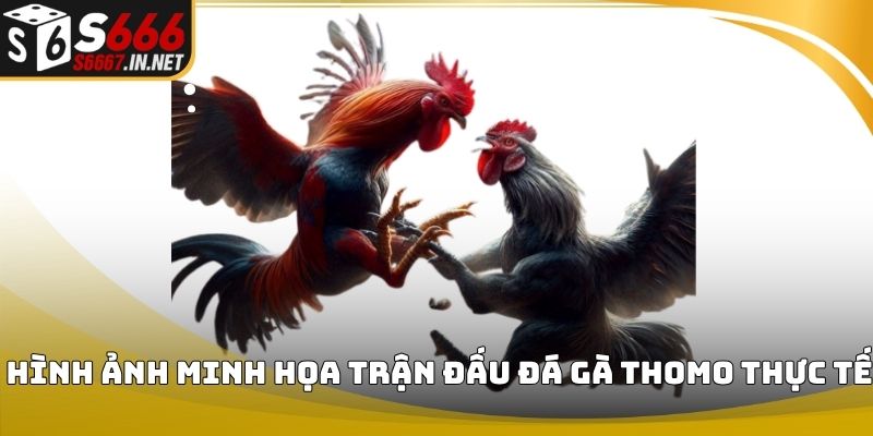 Hình ảnh minh họa trận đấu đá gà thomo thực tế